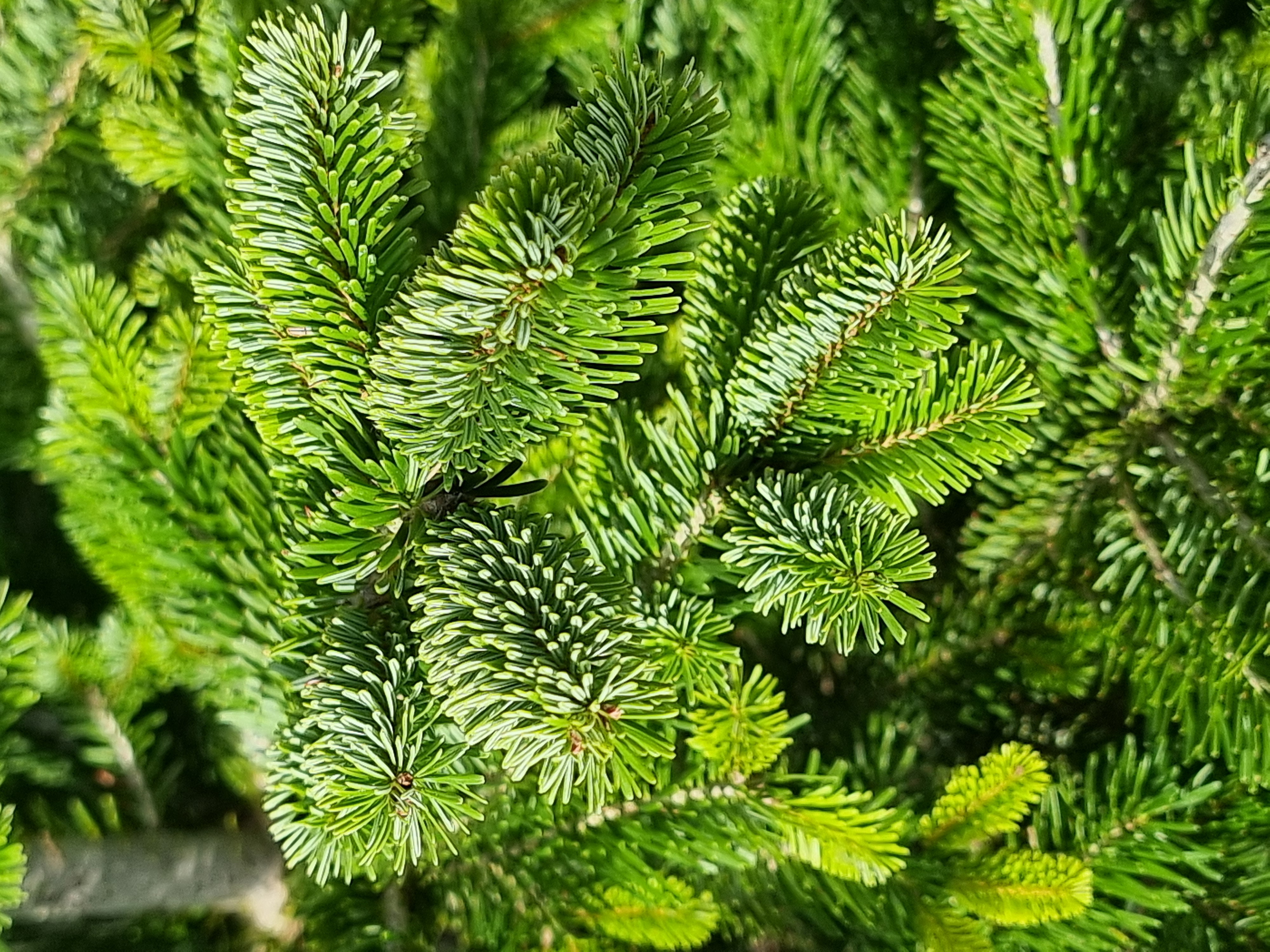 Vivero ANN - Servicio