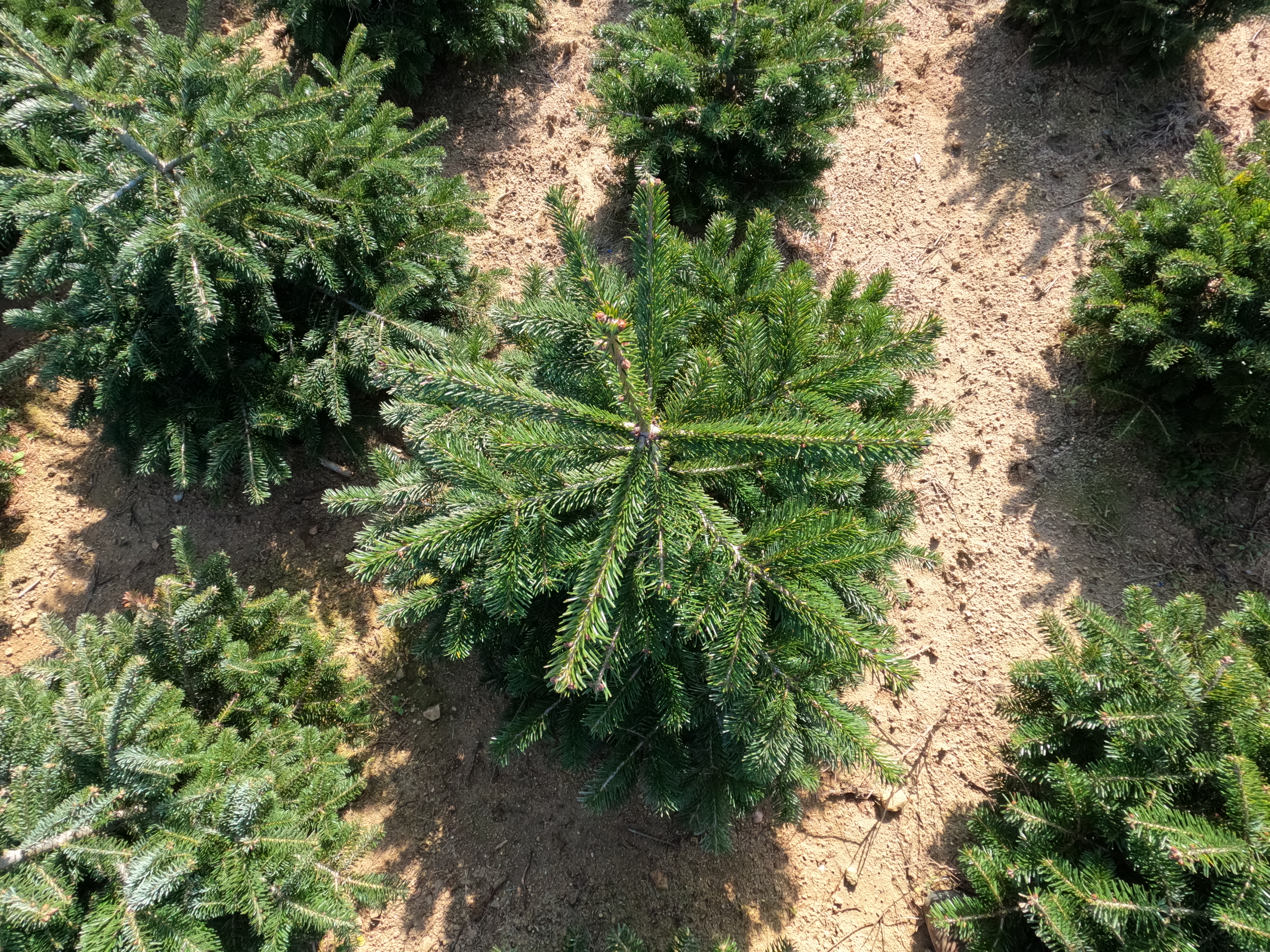 Vivero ANN - Calidad