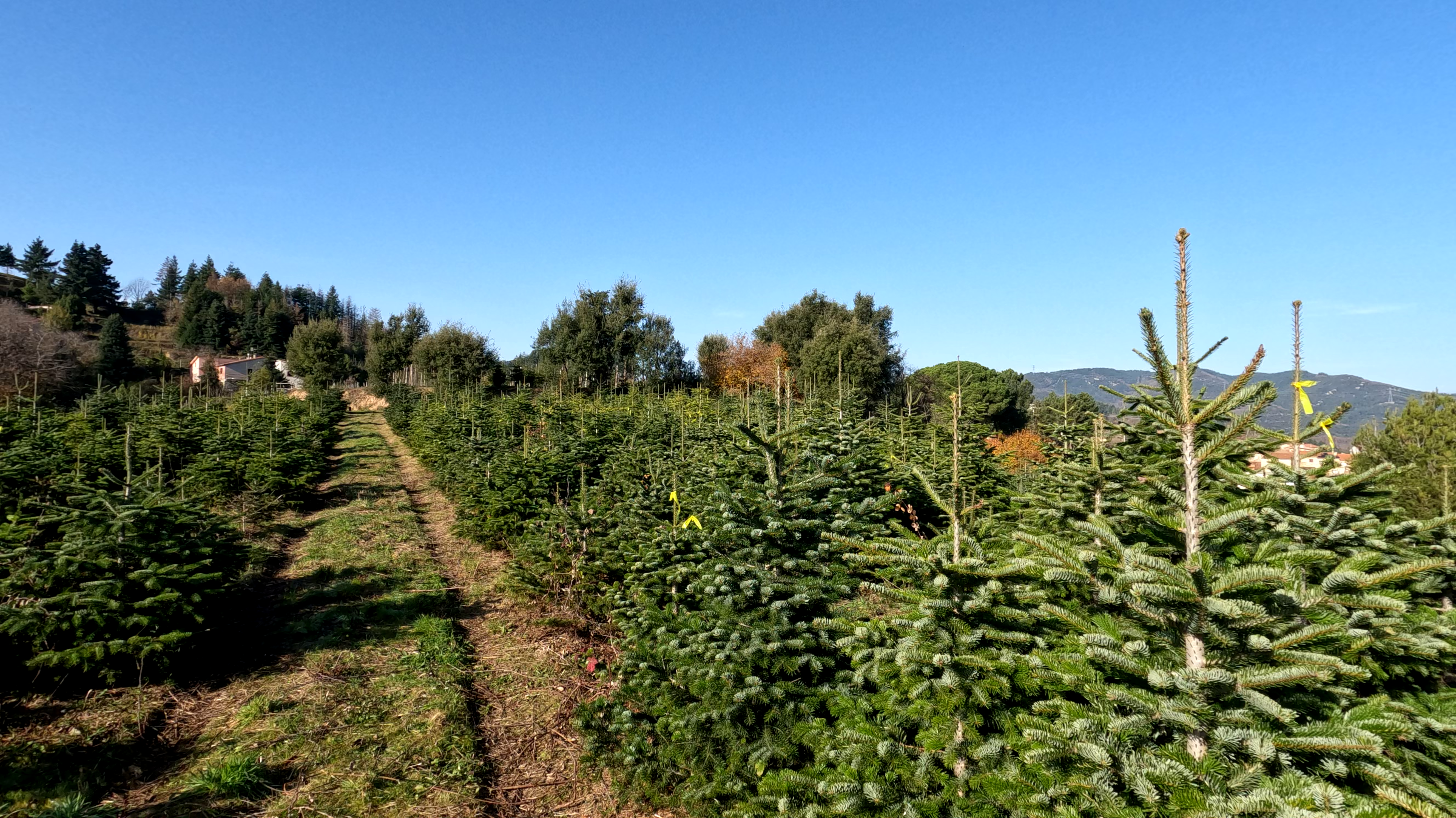 Vivero ANN - Experiencia